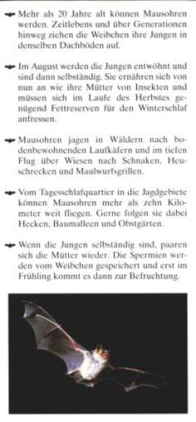 Faltblatt 'Das Große Mausohr' (Seite 3)